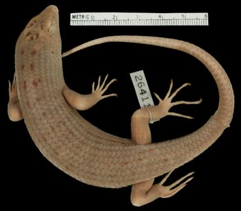 Media type: image;   Herpetology R-26411 Aspect: dorsal